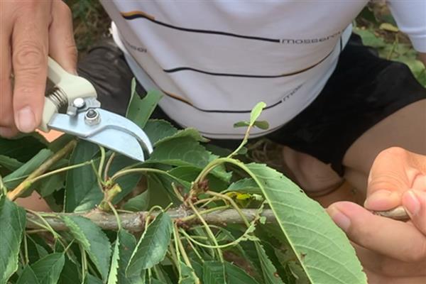 樱桃的防虫方法,有按季清园和喷洒化学药剂