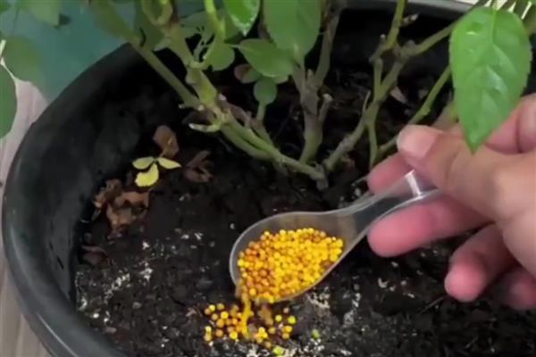 冬季积肥的意思，指精心储存生物菌肥
