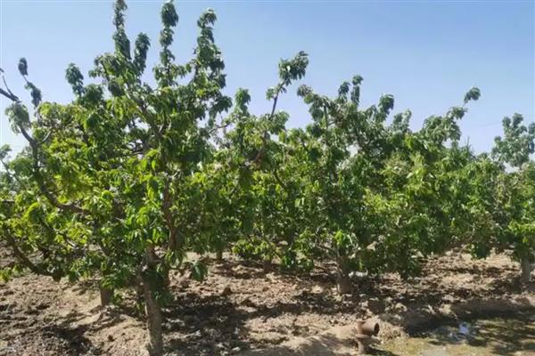 樱桃的防虫方法,有按季清园和喷洒化学药剂