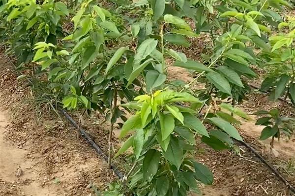 樱桃的防虫方法,有按季清园和喷洒化学药剂