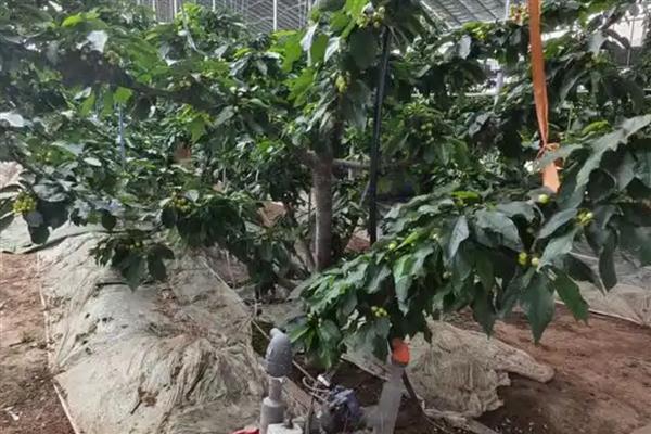 樱桃的防虫方法,有按季清园和喷洒化学药剂