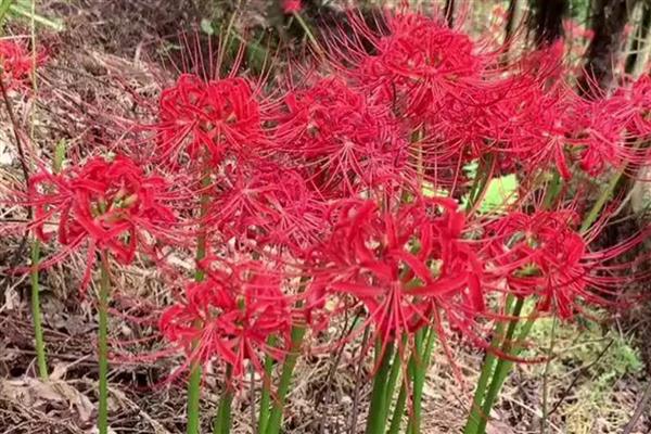 彼岸花的花语，寓意悲伤回忆