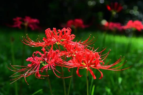 彼岸花的花语，寓意悲伤回忆