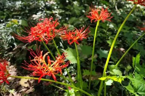 彼岸花的花语，寓意悲伤回忆