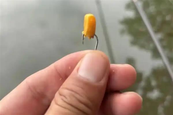 钓鲮鱼用什么饵料，爱吃麸香味、腥香味的饵料