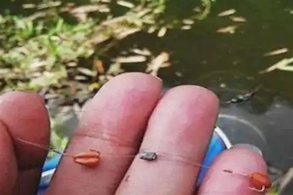 钓鲮鱼用什么饵料，爱吃麸香味、腥香味的饵料