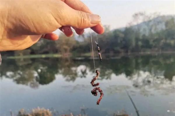 钓鲮鱼用什么饵料，爱吃麸香味、腥香味的饵料