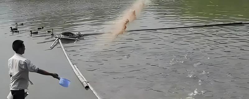 敌百杀虫剂鱼塘的用量,要严格按照说明书用药