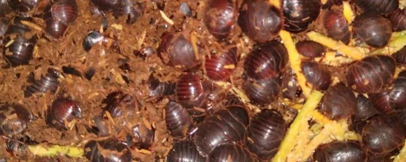 土元怎么养殖,适宜的生长温度在28-30度