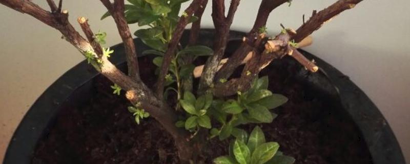 杜鹃花根部小芽要留着吗,一般不需要留着