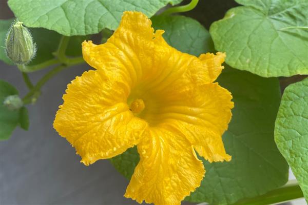南瓜花是不是完全花，南瓜花不是完全花