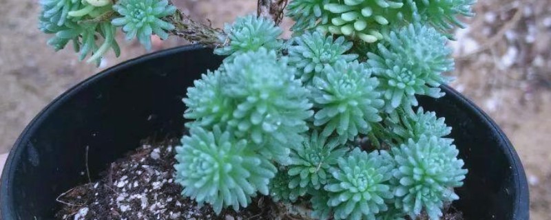 球松怎样服盆，一定要做好浇水措施