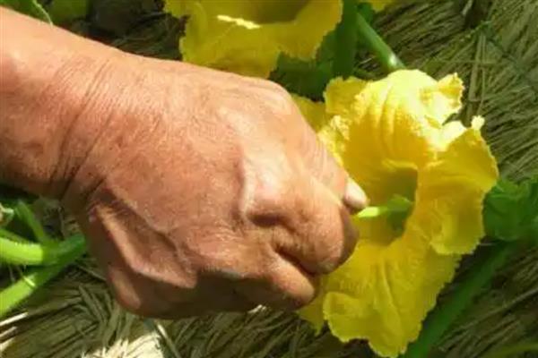 南瓜花是不是完全花，南瓜花不是完全花