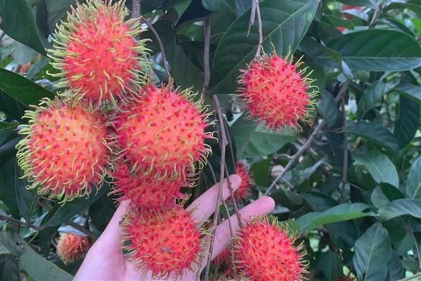 结红色球球的树叫什么，可能是红毛丹、法国梧桐等