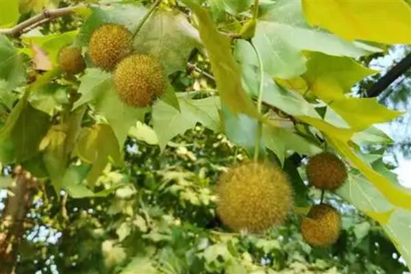 结红色球球的树叫什么，可能是红毛丹、法国梧桐等