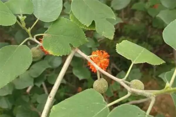 结红色球球的树叫什么，可能是红毛丹、法国梧桐等