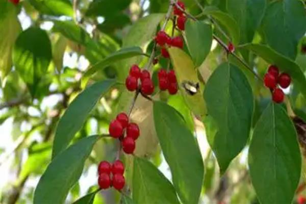 结红色球球的树叫什么，可能是红毛丹、法国梧桐等