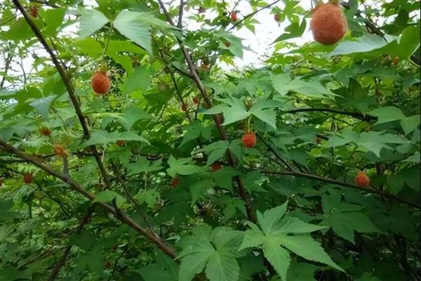 结红色球球的树叫什么，可能是红毛丹、法国梧桐等