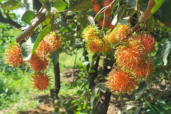 结红色球球的树叫什么，可能是红毛丹、法国梧桐等