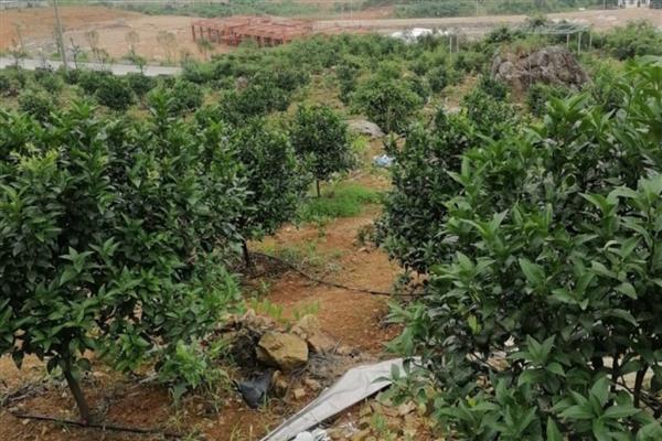 沃柑的栽培方法,每亩地的密度保持在56-110株