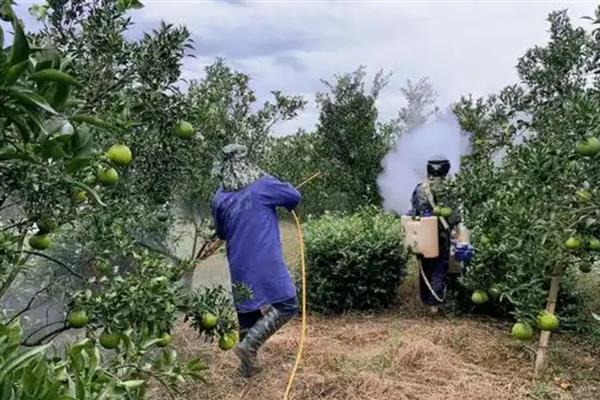 沃柑的栽培方法,每亩地的密度保持在56-110株