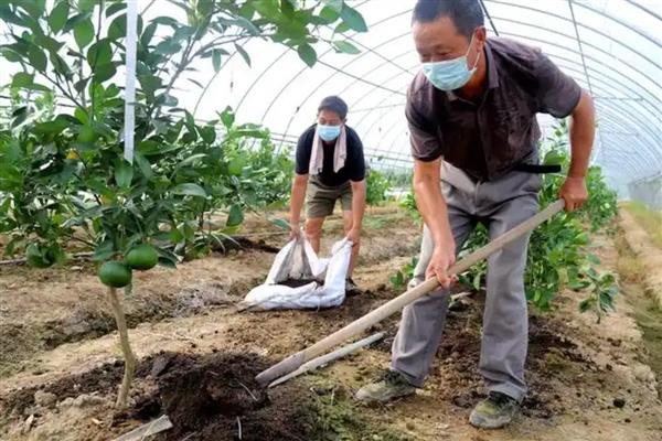 沃柑的栽培方法,每亩地的密度保持在56-110株