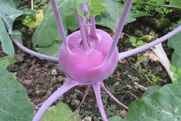 紫苤蓝是什么品种，是球茎外皮紫色的甘蓝品种