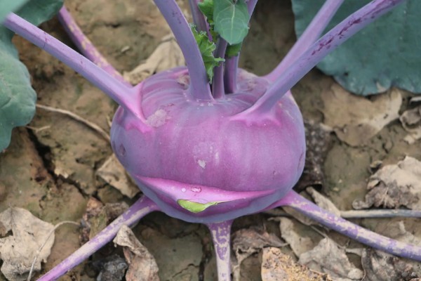 紫苤蓝是什么品种，是球茎外皮紫色的甘蓝品种