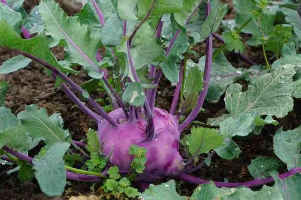 紫苤蓝是什么品种，是球茎外皮紫色的甘蓝品种