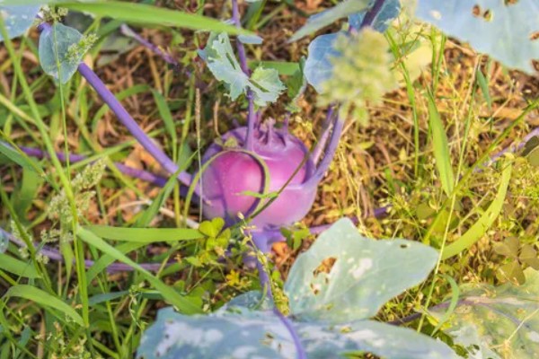 紫苤蓝是什么品种，是球茎外皮紫色的甘蓝品种