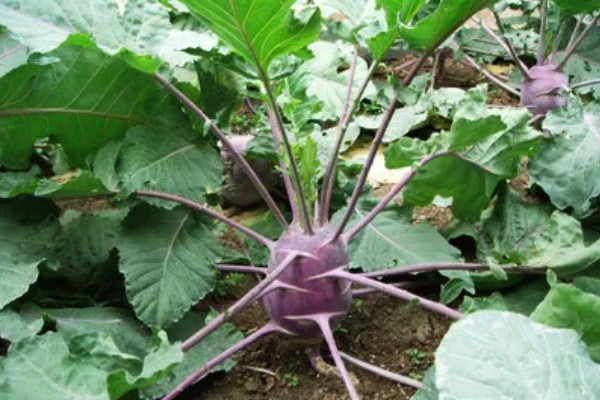 紫苤蓝是什么品种，是球茎外皮紫色的甘蓝品种