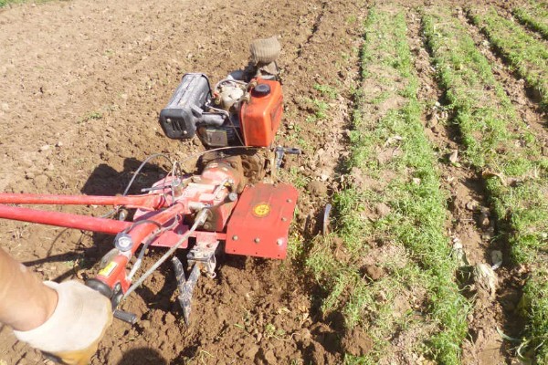 娃娃菜有哪些管理要点,出苗前要适当提高周围的温度