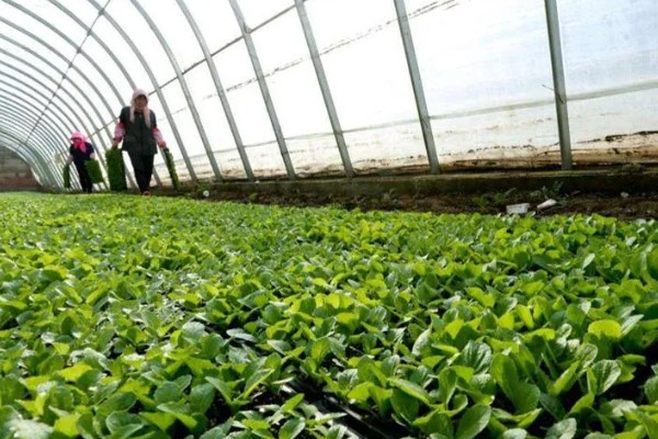 娃娃菜有哪些管理要点,出苗前要适当提高周围的温度