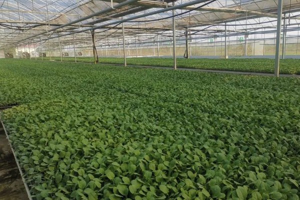娃娃菜有哪些管理要点,出苗前要适当提高周围的温度