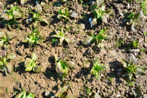 娃娃菜有哪些管理要点,出苗前要适当提高周围的温度
