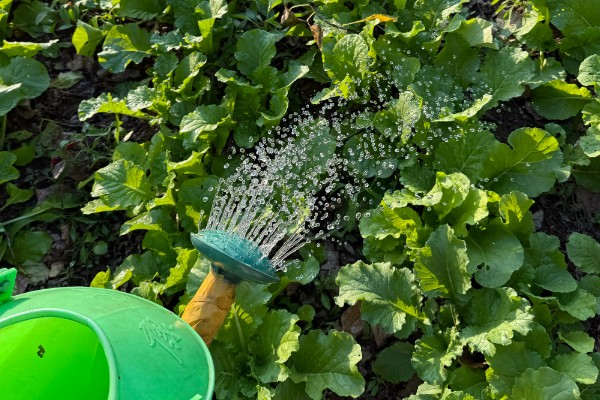 娃娃菜有哪些管理要点,出苗前要适当提高周围的温度