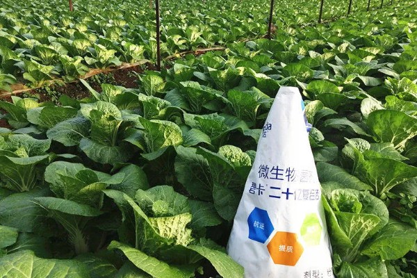 娃娃菜有哪些管理要点,出苗前要适当提高周围的温度