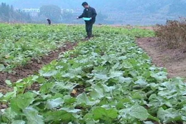 娃娃菜有哪些管理要点,出苗前要适当提高周围的温度