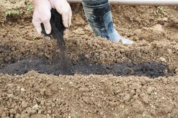 娃娃菜有哪些管理要点,出苗前要适当提高周围的温度