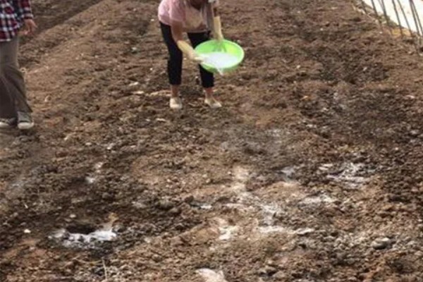 娃娃菜有哪些管理要点,出苗前要适当提高周围的温度