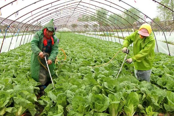 娃娃菜有哪些管理要点,出苗前要适当提高周围的温度