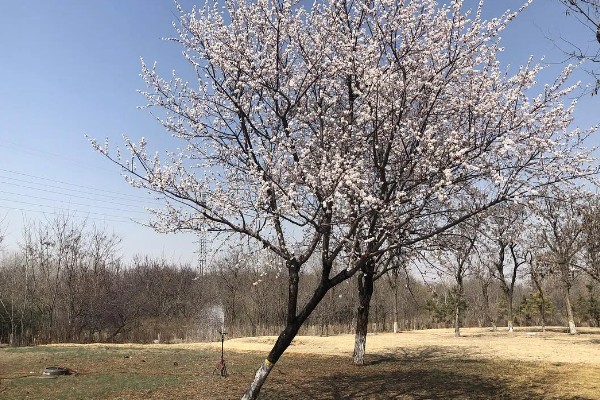 为什么杏树都5年了不结果，可能是花朵本身发育不良