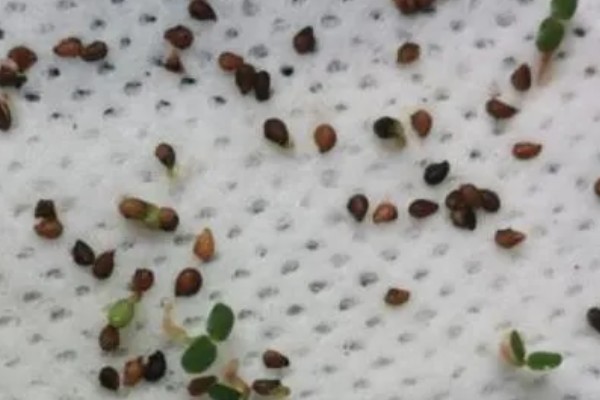 草莓怎么种植,每隔三到五天浇一次水