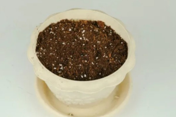 草莓怎么种植,每隔三到五天浇一次水