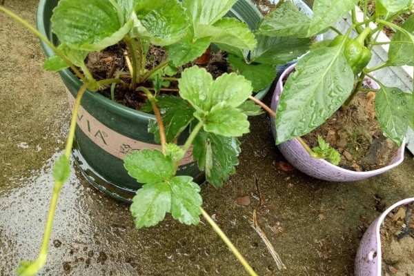 草莓怎么种植,每隔三到五天浇一次水