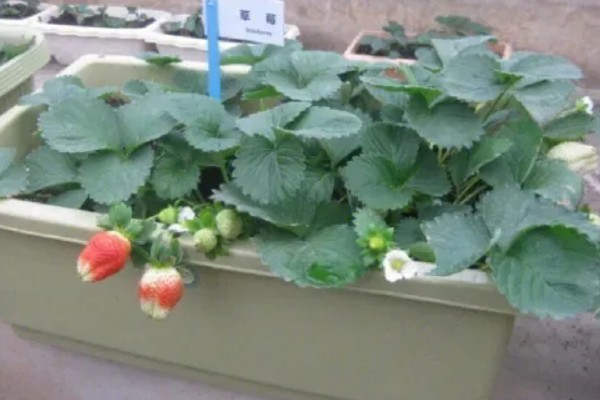 草莓怎么种植,每隔三到五天浇一次水