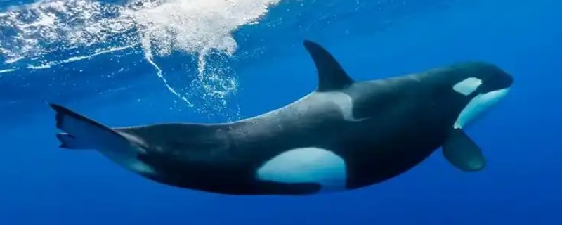 虎鲸吃白鲸吗，虎鲸吃白鲸