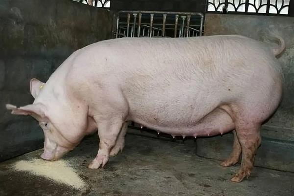 母猪高热病有哪些症状，怀孕母猪会出现呼吸急促、卧地等