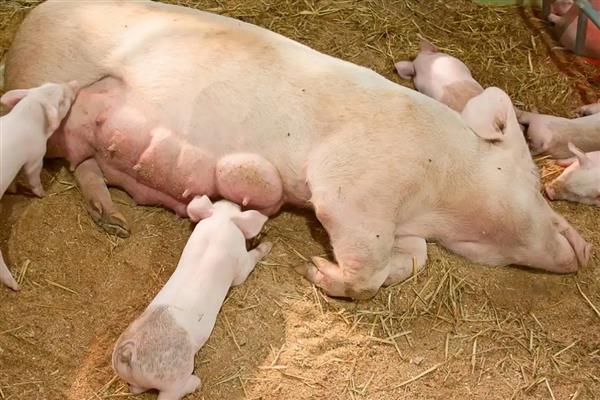母猪高热病有哪些症状，怀孕母猪会出现呼吸急促、卧地等