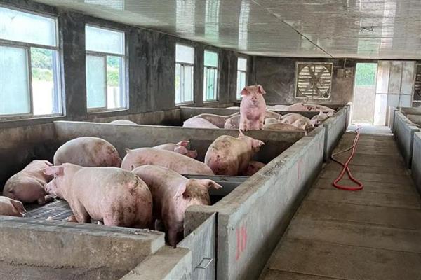 母猪高热病有哪些症状，怀孕母猪会出现呼吸急促、卧地等